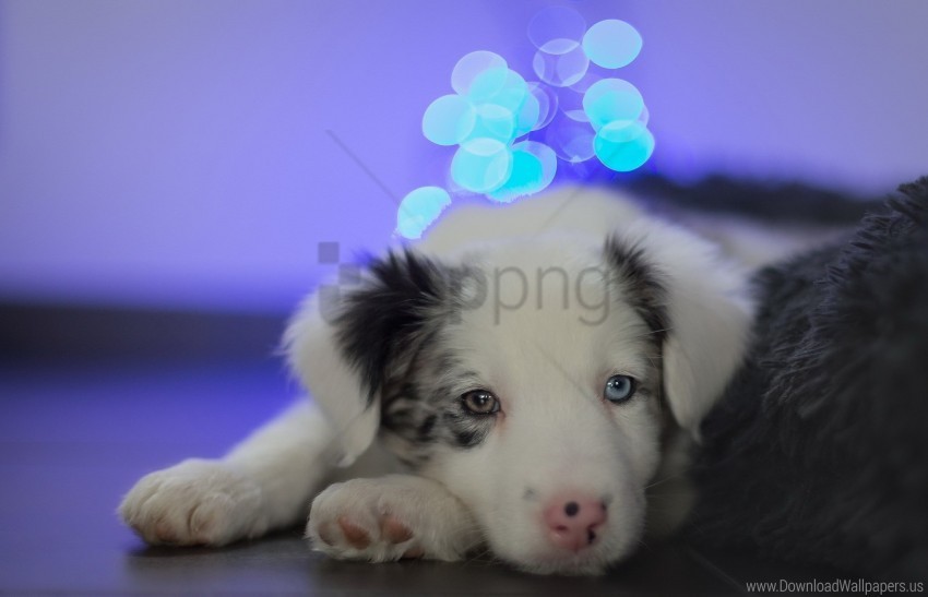 dog look muzzle spotted wallpaper PNG Image with Isolated Graphic