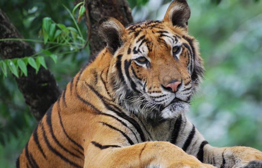 eyes face predator sadness tiger wallpaper Alpha PNGs