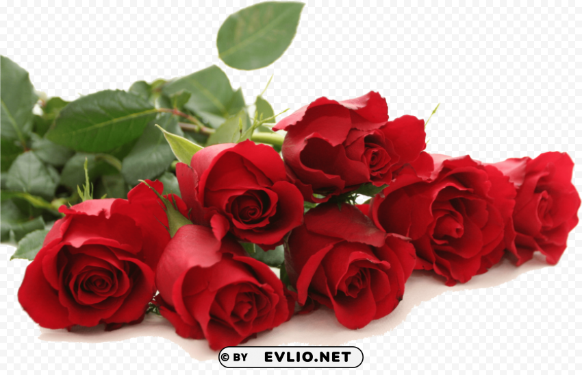 good morning red rose PNG pictures with no background PNG transparent with Clear Background ID 46f5857c