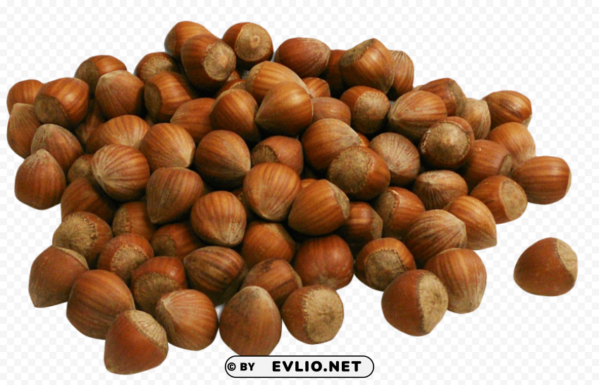 Hazelnut PNG files with no backdrop wide compilation