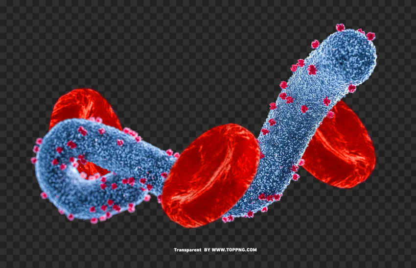 marburg virus marburg virus transparent PNG images with alpha transparency wide collection