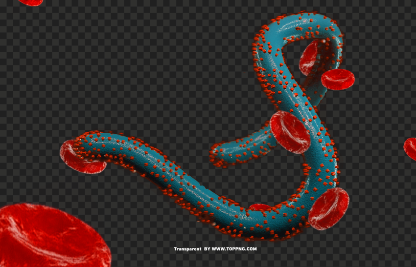 marburg virus clipart PNG images with clear alpha channel