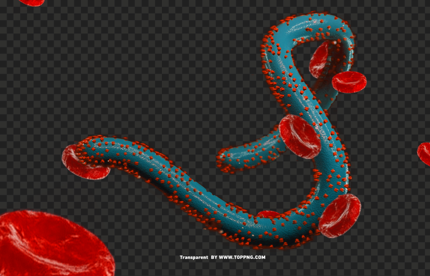 marburg virus clipart PNG images with clear alpha channel - Image ID 78a51f8f