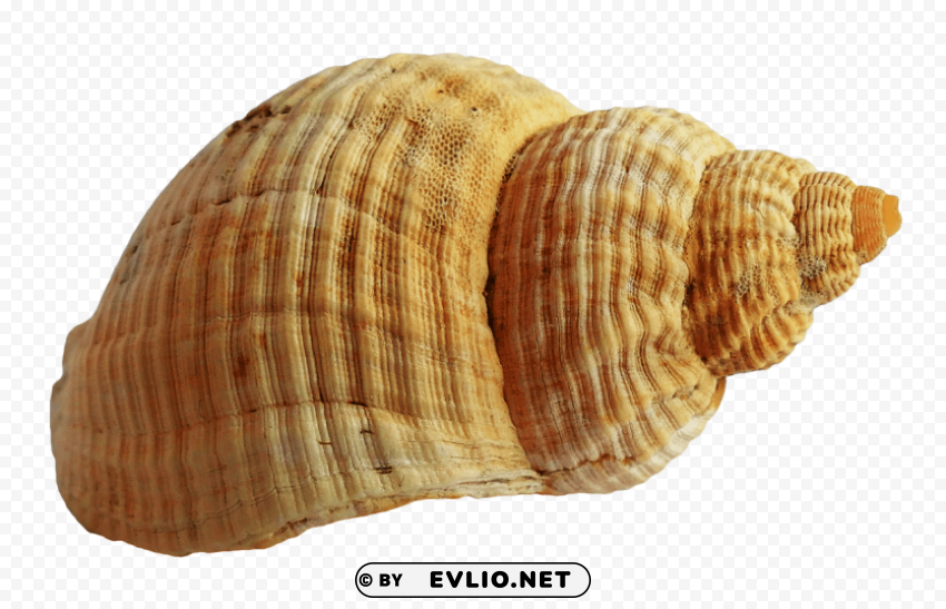SeaShell Transparent PNG images pack