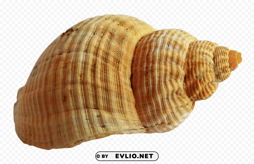 PNG image of shell Clear Background PNG Isolated Design with a clear background - Image ID f4740064