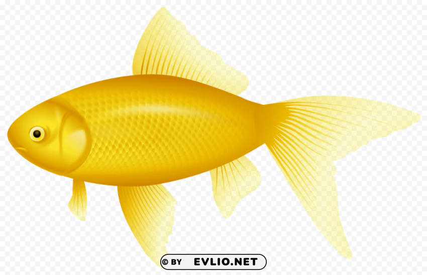 yellow fish Free PNG images with transparent layers diverse compilation