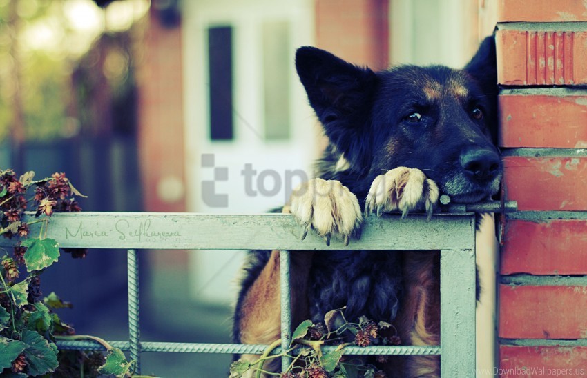 black dog muzzle shepherd waiting wallpaper Isolated Subject in Clear Transparent PNG
