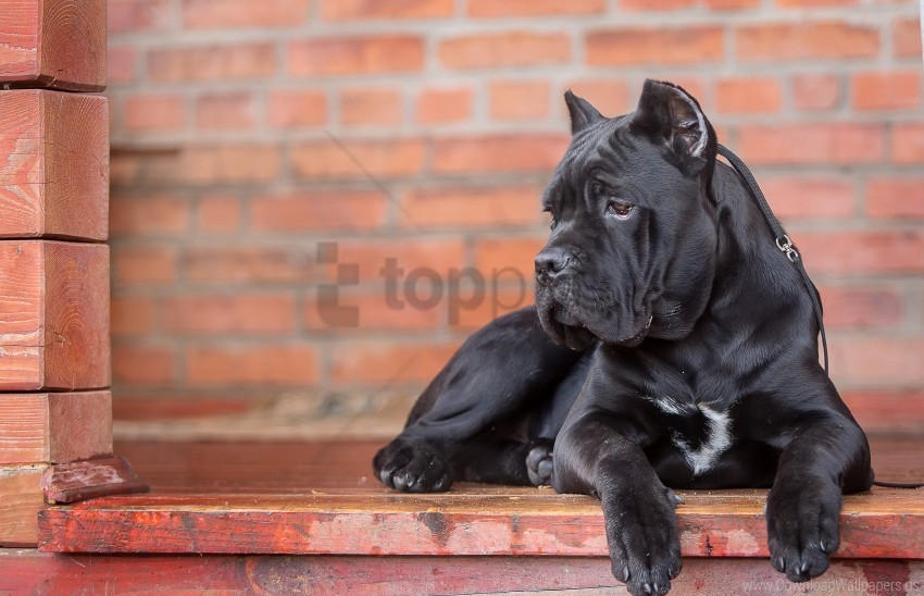 Cane Corso Dog Look Wallpaper PNG Pictures With Alpha Transparency