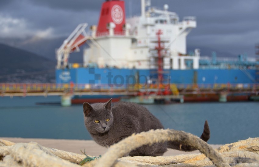 cat sea ship sit wallpaper Isolated Item on Clear Transparent PNG