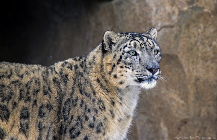 muzzle predator snow leopard wallpaper Isolated Item on Clear Background PNG