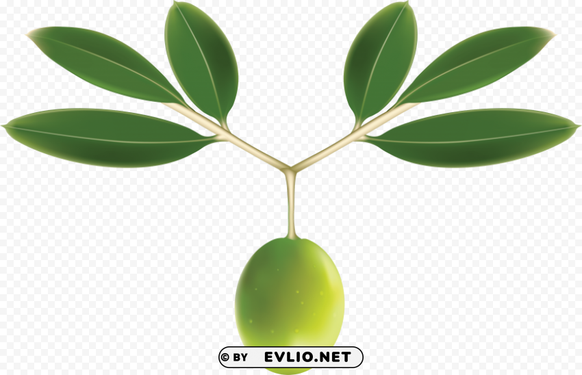olives PNG file with alpha
