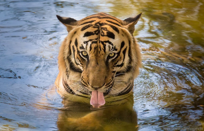 Predator Tiger Tongue Water Wallpaper PNG Images For Mockups