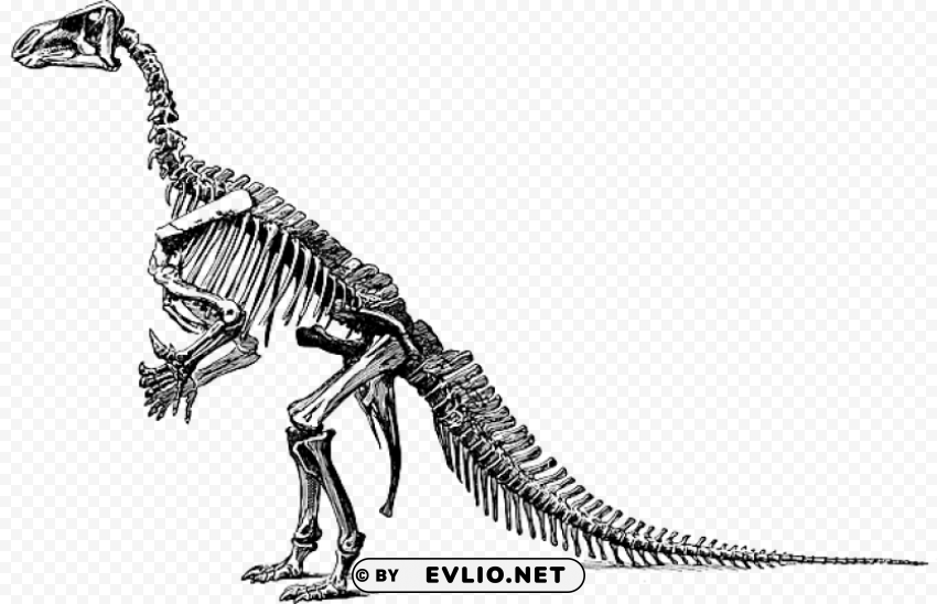 tyrannosaurus fossil skeleton PNG transparent elements package