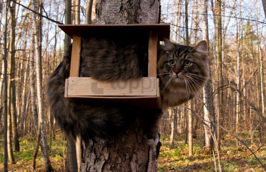 bird-house cat forest funny furry sit tree wallpaper Transparent PNG images database