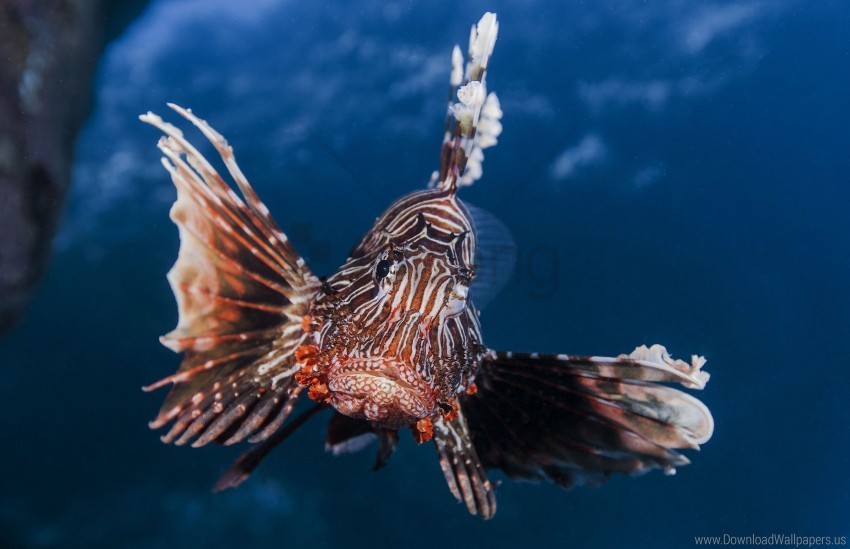 broadbarred firefish lionfish striped lionfish zebra fish wallpaper HighQuality PNG Isolated on Transparent Background