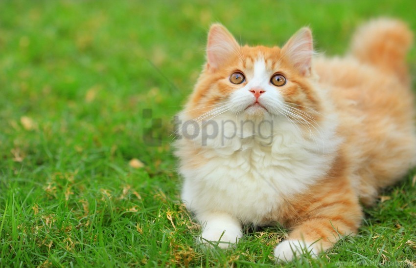 cat fluffy grass green white-haired wallpaper PNG isolated