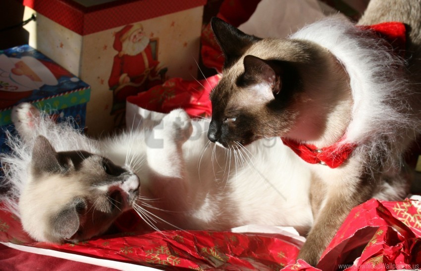 cats gift boxes lie play wallpaper Transparent picture PNG