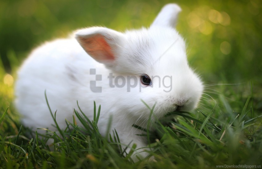 cute food grass rabbit wallpaper Clear image PNG