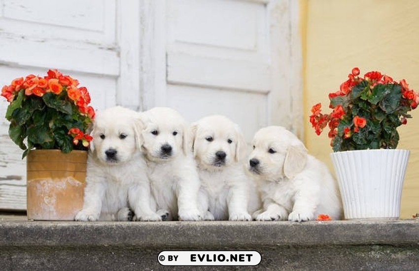 cute little puppies with flowers PNG images with transparent canvas