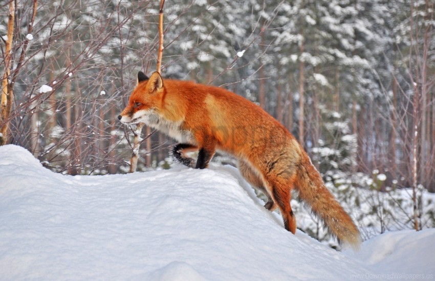 forest fox snow winter wallpaper PNG images with alpha channel selection