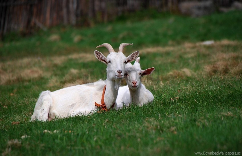 friends goat grass grazing horn sitting wallpaper Transparent background PNG images comprehensive collection