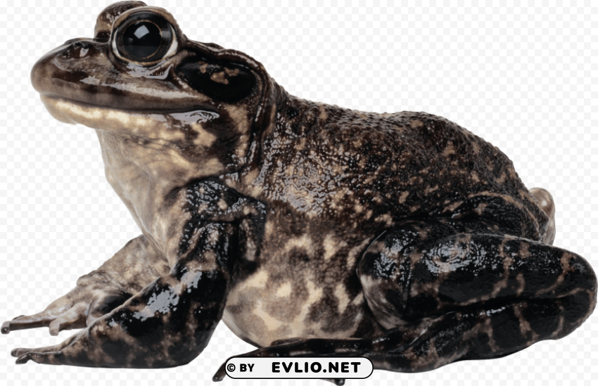 frog Isolated Subject on Clear Background PNG