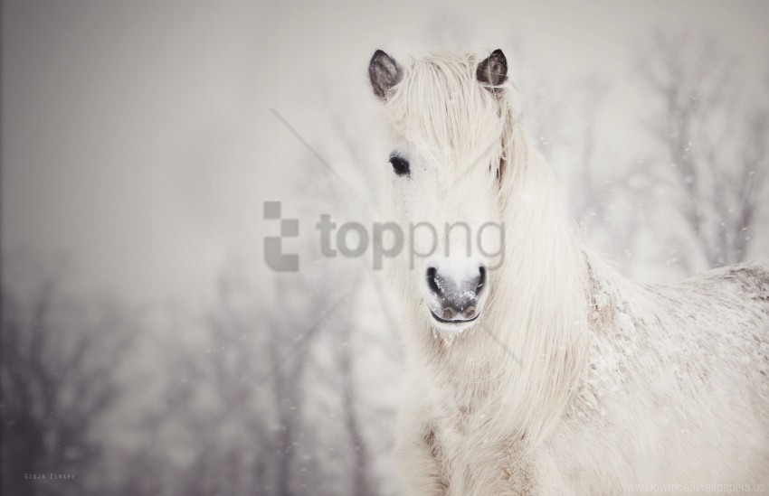 horse snow snowy white wallpaper PNG Graphic Isolated on Transparent Background