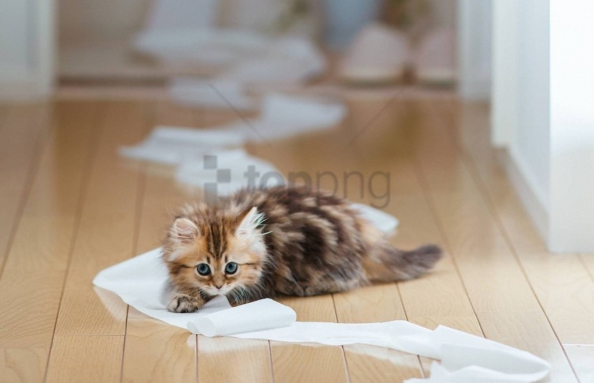 kitten lie paper parquet wallpaper PNG with no background diverse variety