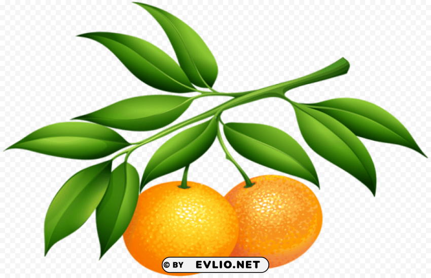 tangerines PNG Graphic with Clear Isolation