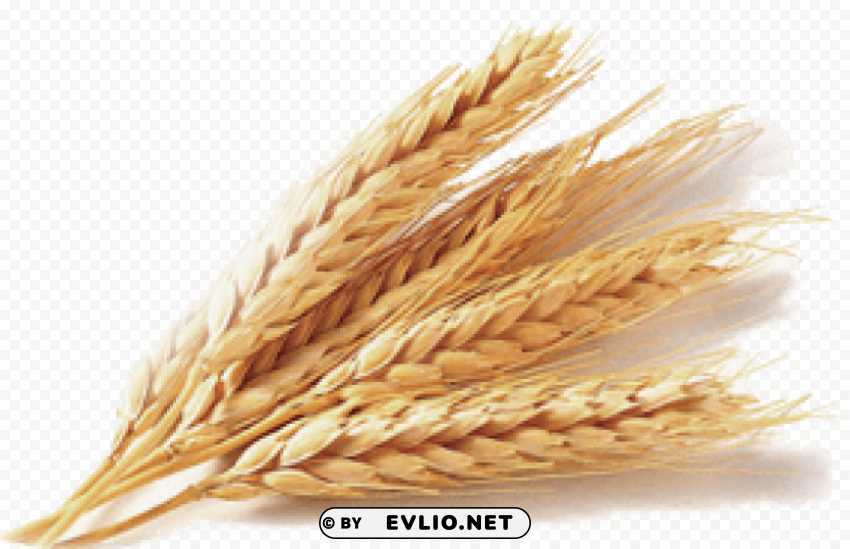 Wheat PNG for educational projects