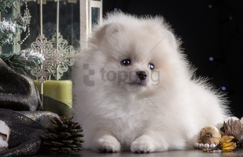 beautiful dog puppy white wallpaper PNG Image with Clear Background Isolated