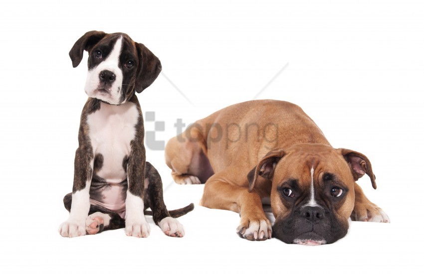 boxer dogs photoshoot puppies wallpaper PNG artwork with transparency