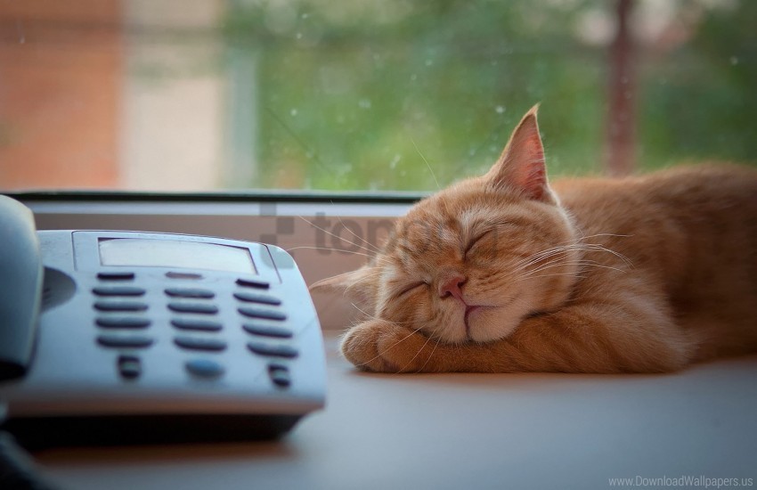 cat phone sleep waiting window sill wallpaper Transparent PNG Isolated Object Design