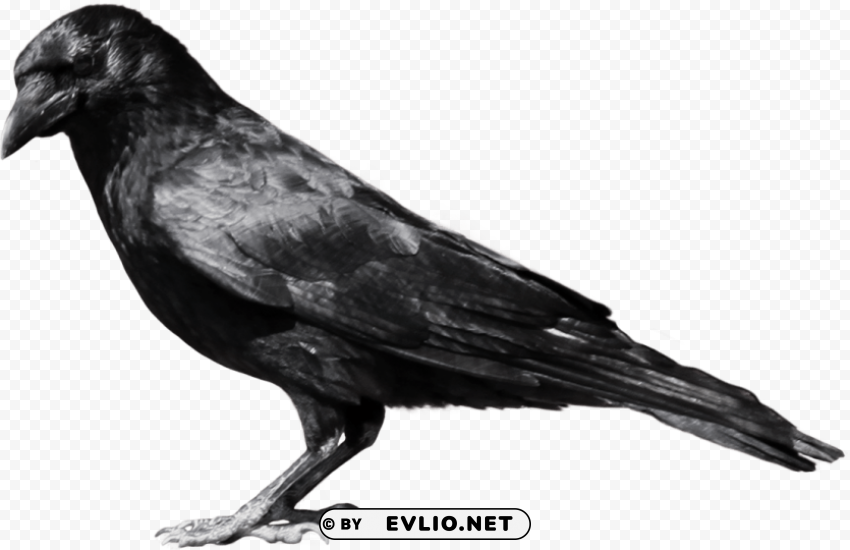 Crow Isolated Icon on Transparent PNG