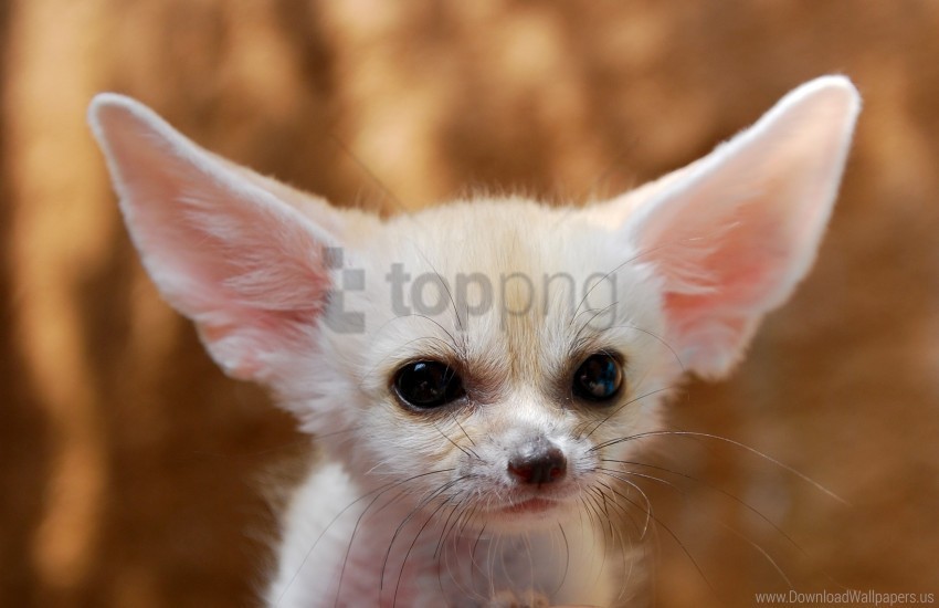 cub ears fenech fox wallpaper PNG images without restrictions