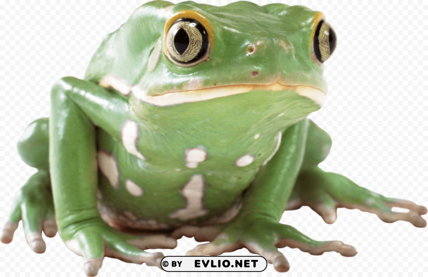 Frog PNG Design