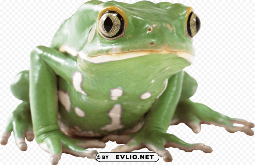 green frog Isolated Subject in HighQuality Transparent PNG