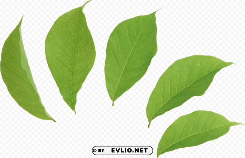 green leaves Isolated Item on HighResolution Transparent PNG