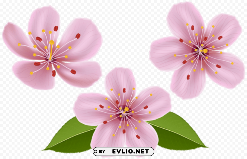 spring flowers PNG transparent design