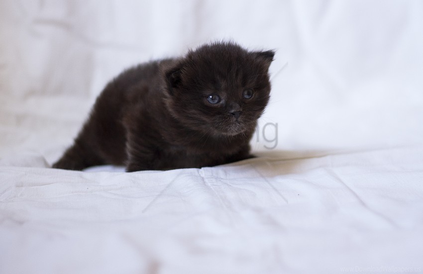 baby black fluffy kitten wallpaper Transparent PNG Isolated Graphic Detail