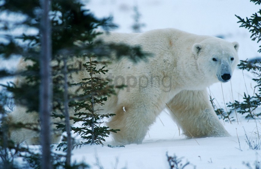 bear forest north snow winter wallpaper Isolated Graphic on Clear PNG