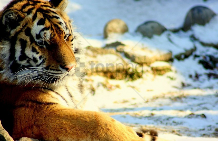 big cat down predator snow tiger wallpaper Isolated Design Element in Clear Transparent PNG