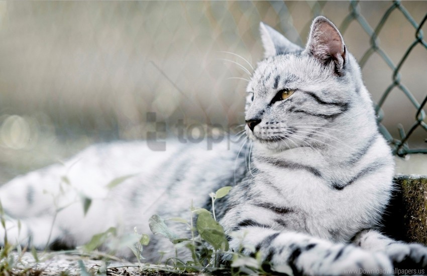 black cat fence lie mesh tabby wallpaper HighQuality Transparent PNG Isolated Graphic Element