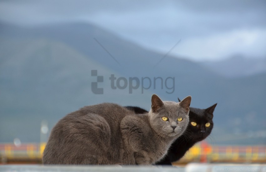 Blurring Cats Couple Mountains Wallpaper PNG Icons With Transparency