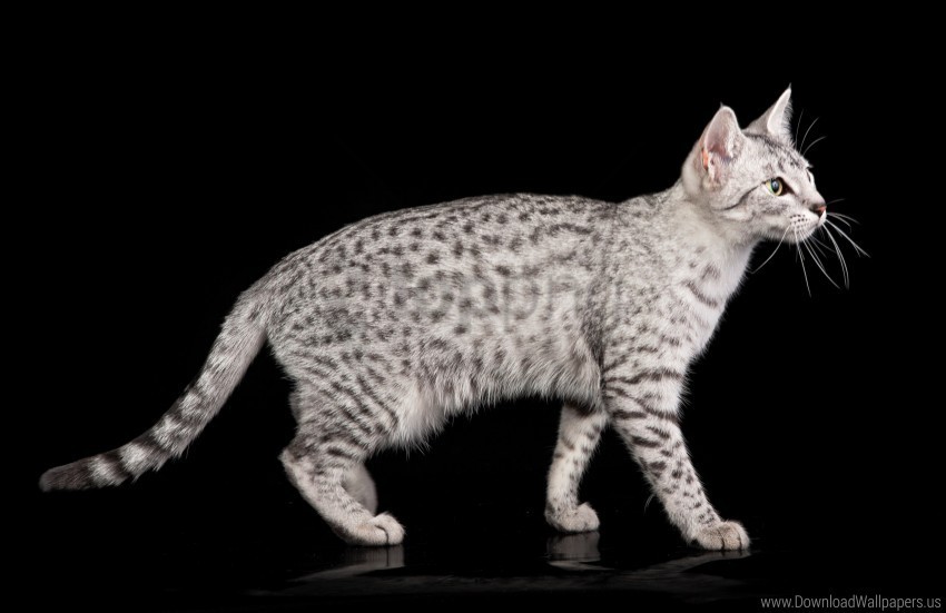 cat color egyptian mau spotted wallpaper Isolated Character in Clear Transparent PNG
