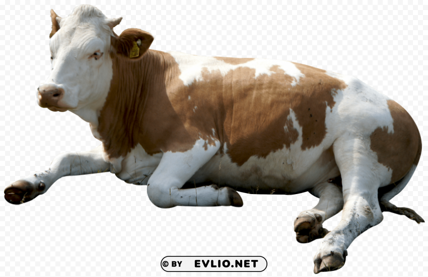 cow Clear background PNGs