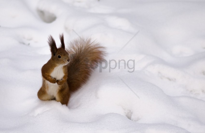 curiosity snow squirrel wallpaper PNG for Photoshop