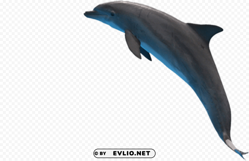 Dolphin PNG files with no background wide assortment