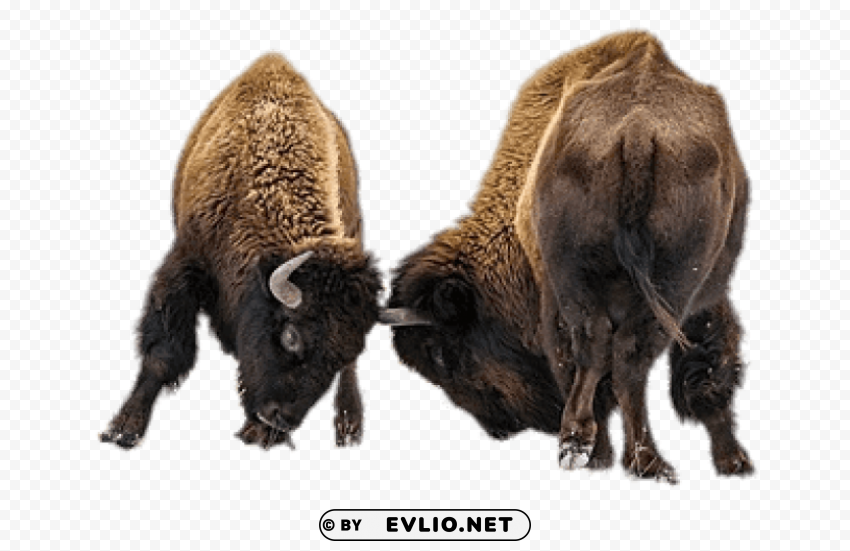 fighting bisons PNG Graphic with Transparent Background Isolation