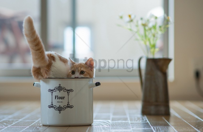 flowers kitten playful pot wallpaper PNG with clear transparency